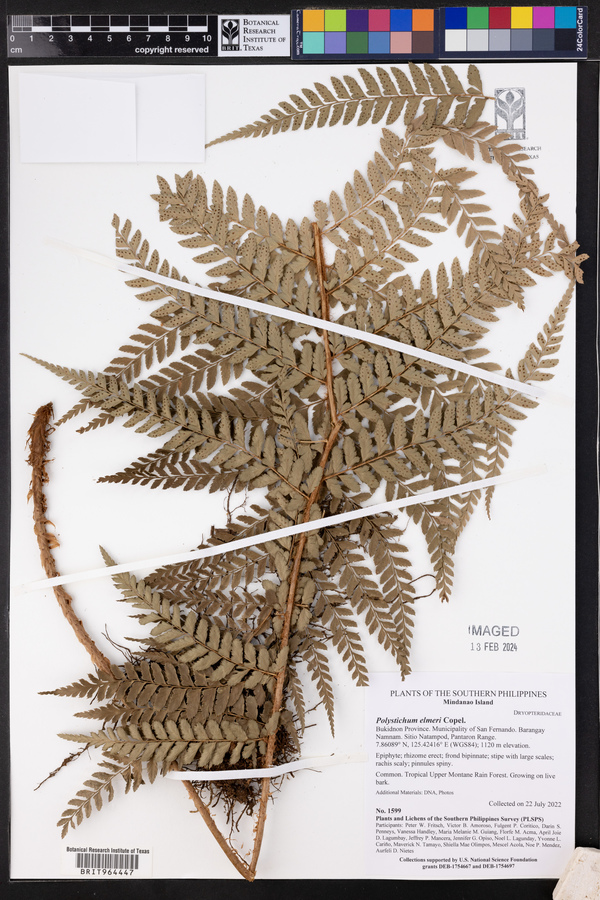Polystichum elmeri image