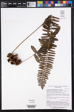 Lecanopteris deparioides image