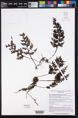 Hymenophyllum badium image