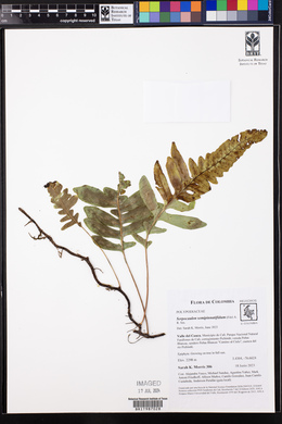 Serpocaulon semipinnatifidum image