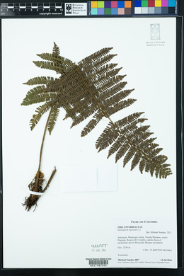 Steiropteris leprieurii image