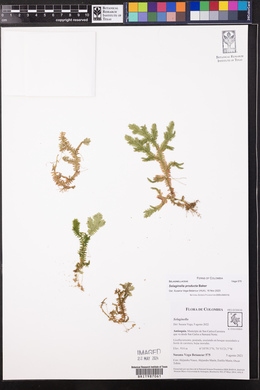 Selaginella producta image