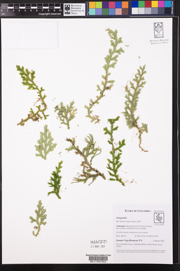 Selaginella applanata image