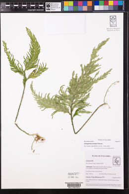 Selaginella lechleri image