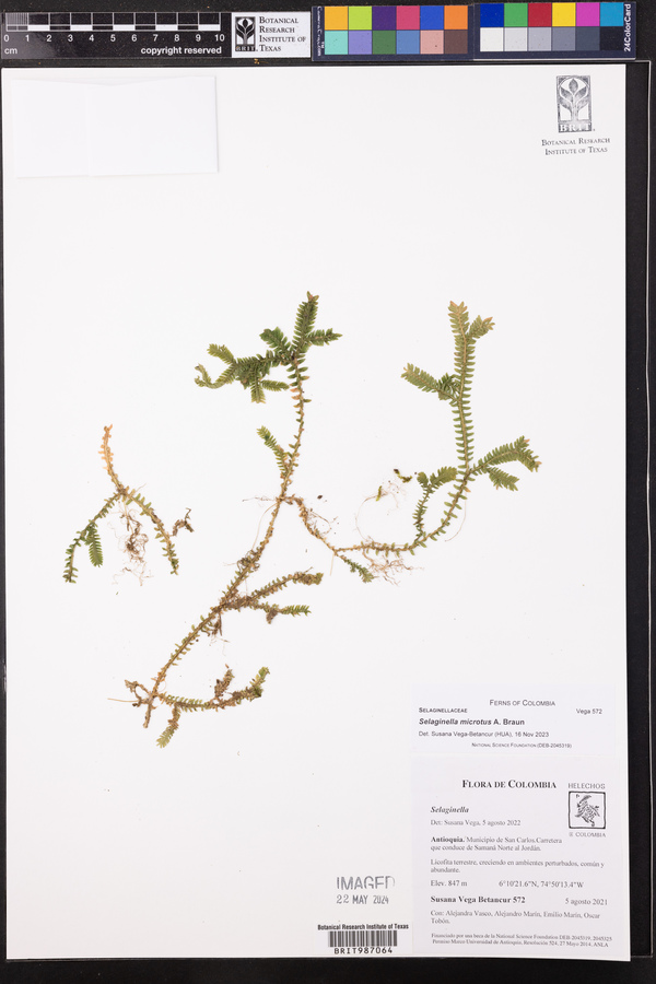 Selaginella microtus image