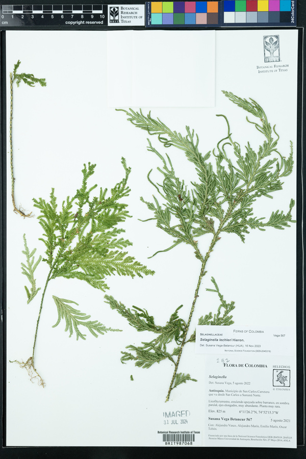 Selaginella lechleri image