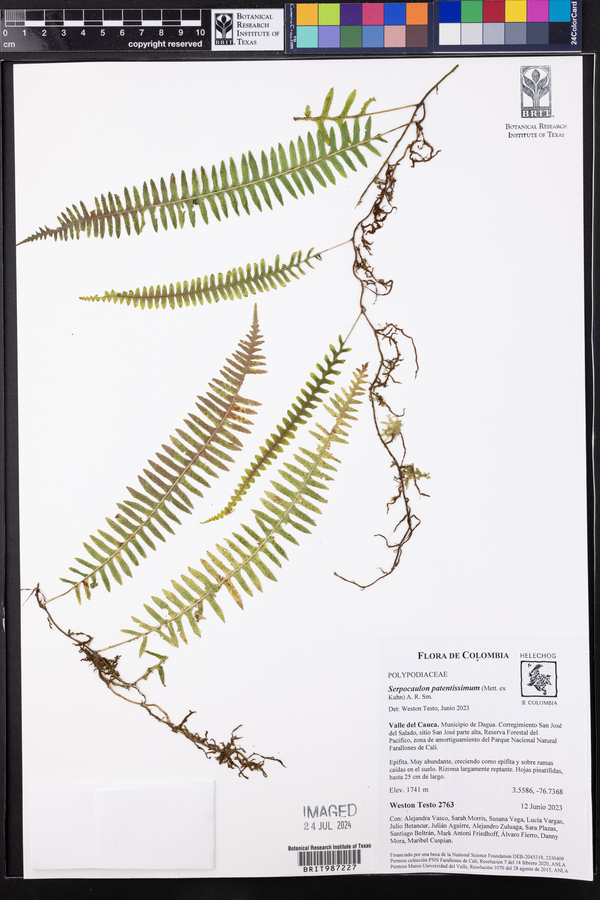 Serpocaulon patentissimum image