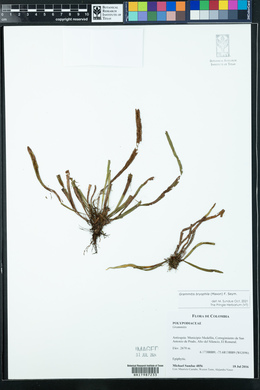 Grammitis bryophila image
