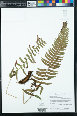 Blechnum appendiculatum image