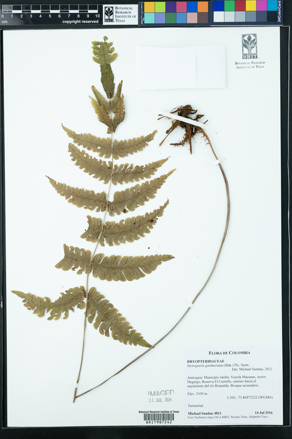 Steiropteris gardneriana image