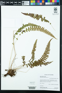 Blechnum asplenioides image