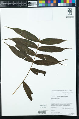 Serpocaulon fraxinifolium image