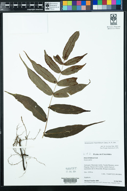 Serpocaulon fraxinifolium image