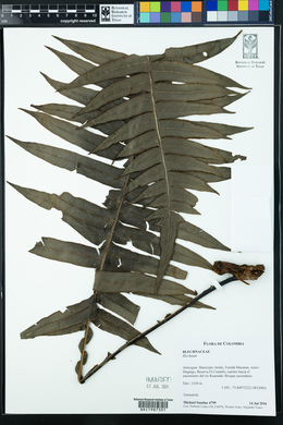 Austroblechnum divergens image