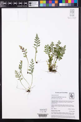 Asplenium theciferum image