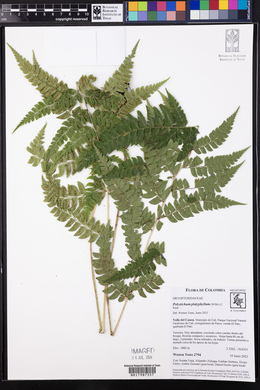 Polystichum platyphyllum image