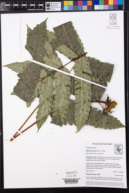 Pteris speciosa image