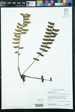 Asplenium barbaense image