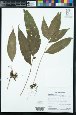 Serpocaulon fraxinifolium image