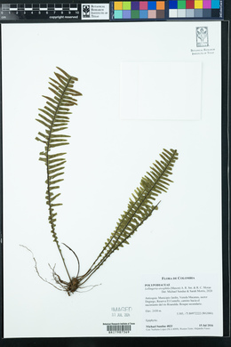 Lellingeria oreophila image