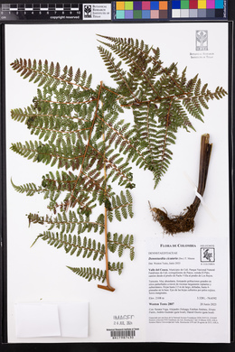 Dennstaedtia cicutaria image