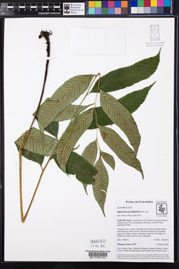 Diplazium grandifolium image
