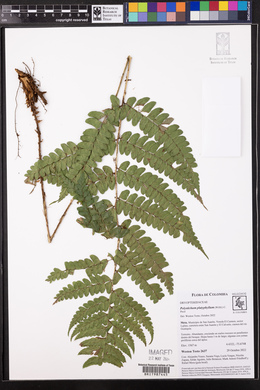 Polystichum platyphyllum image