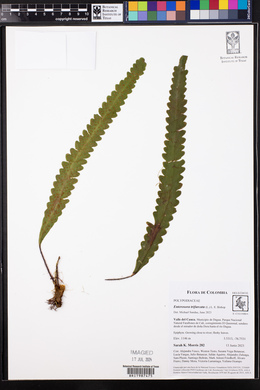 Enterosora trifurcata image