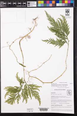 Selaginella geniculata image