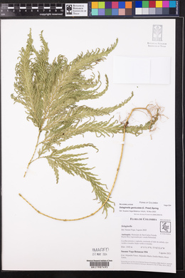 Selaginella geniculata image