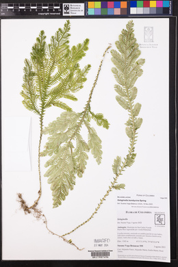 Selaginella bombycina image