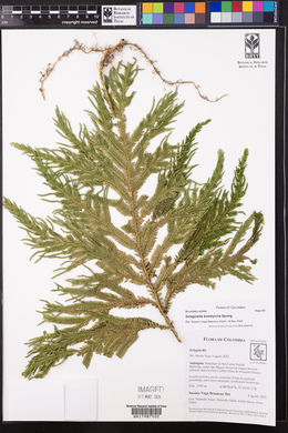 Selaginella geniculata image