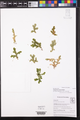 Selaginella producta image