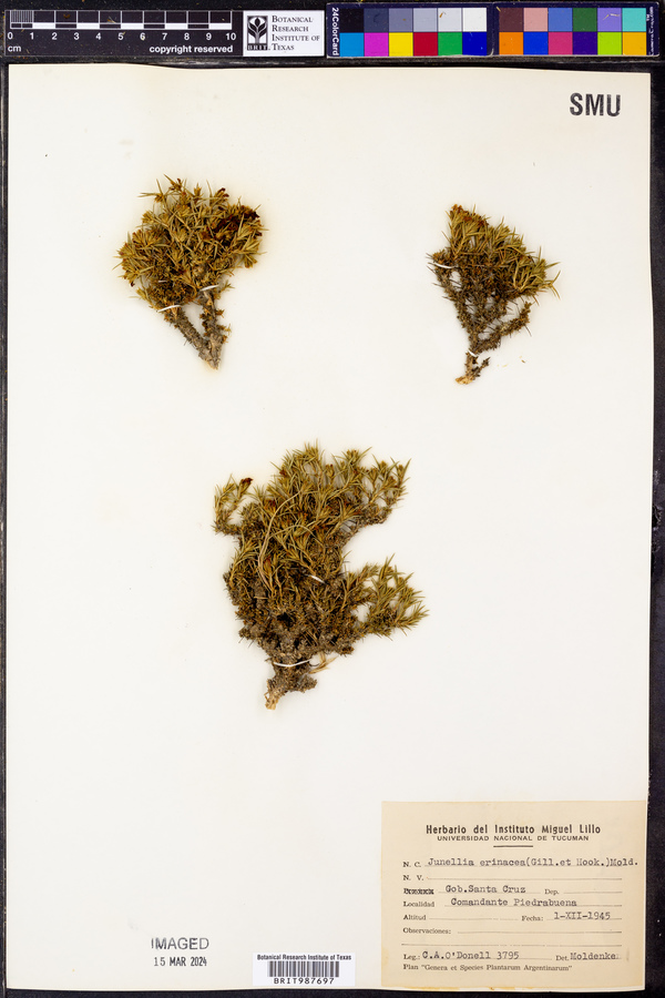 Junellia erinacea image