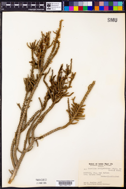 Junellia seriphioides image