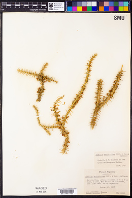 Junellia seriphioides image