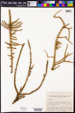 Junellia seriphioides image