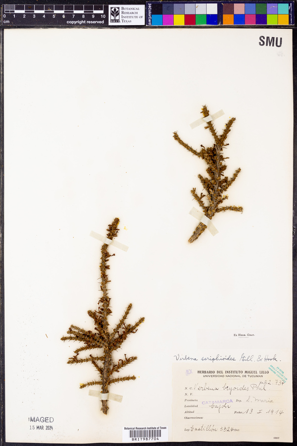 Junellia seriphioides image