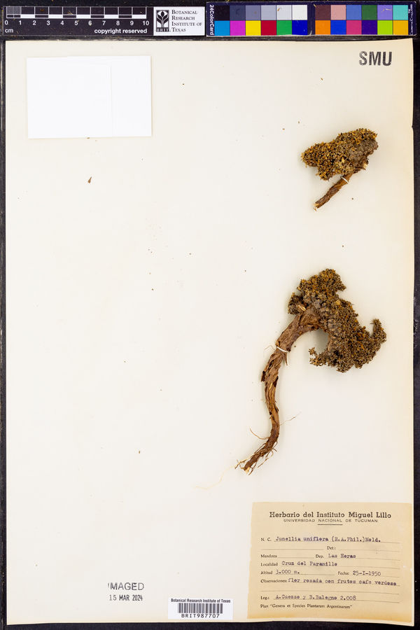 Junellia uniflora image