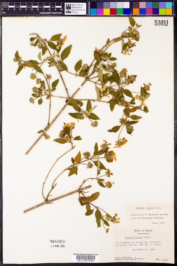 Lantana fucata image