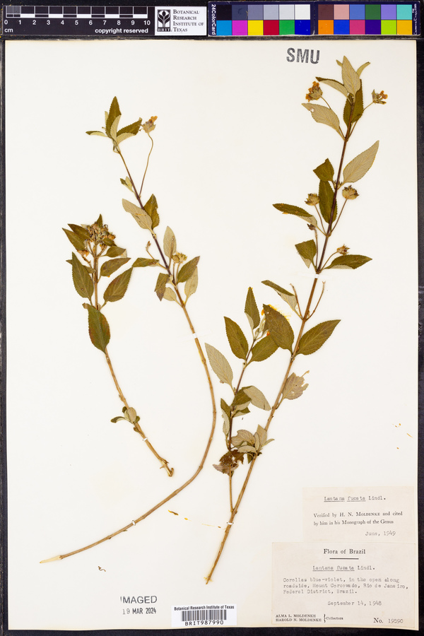 Lantana fucata image