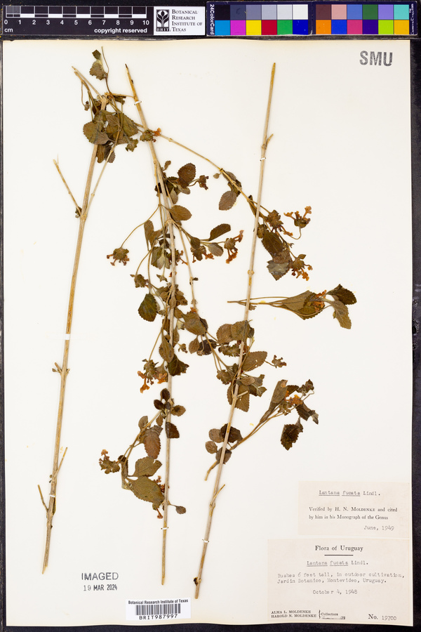 Lantana fucata image
