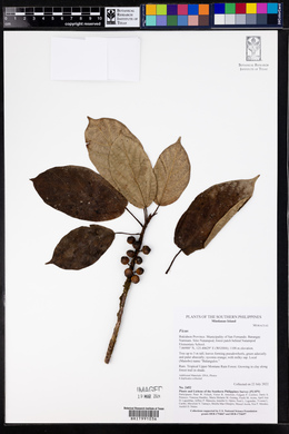 Image Associated With the Occurence