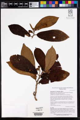 Saurauia clementis image