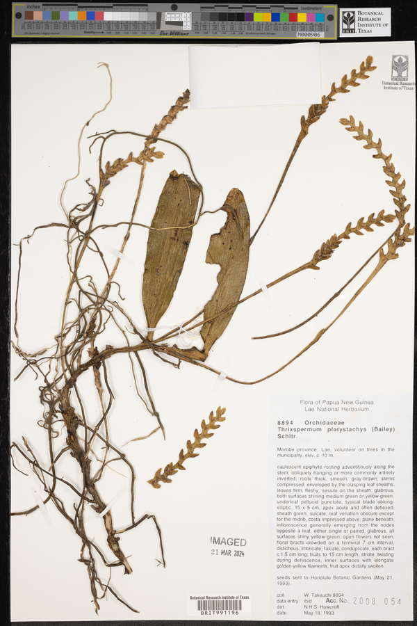 Thrixspermum platystachys image