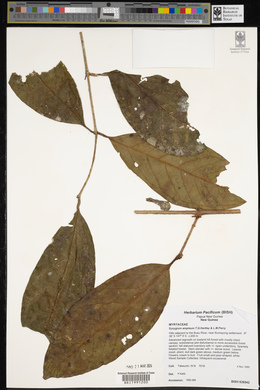 Syzygium amplum image