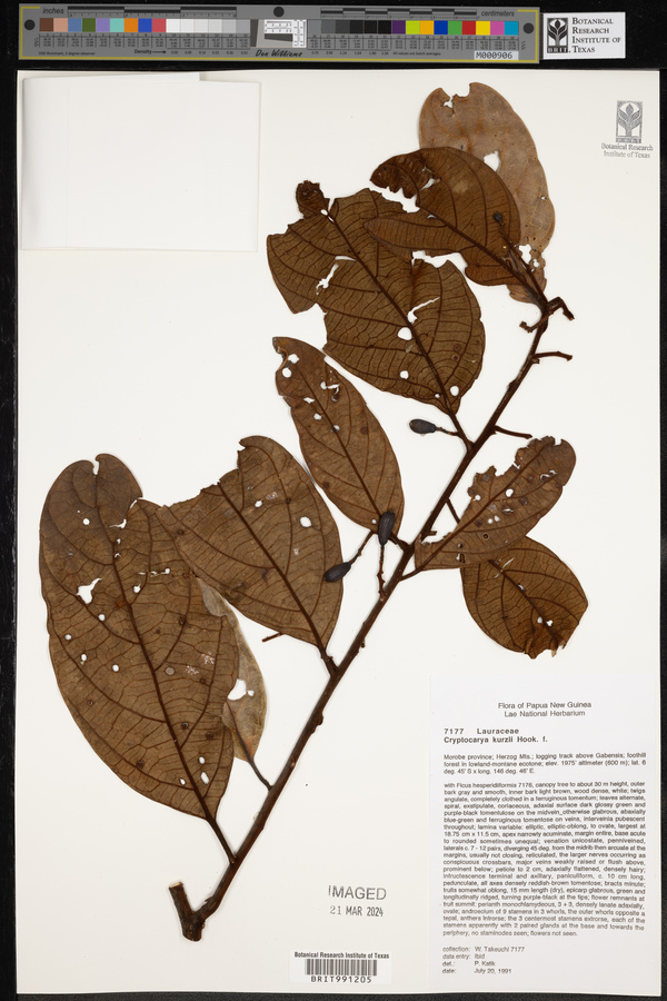 Cryptocarya kurzii image