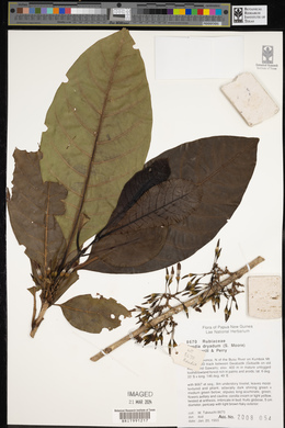 Atractocarpus macarthurii image