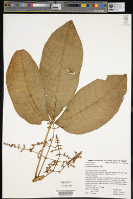 Melicope latifolia image