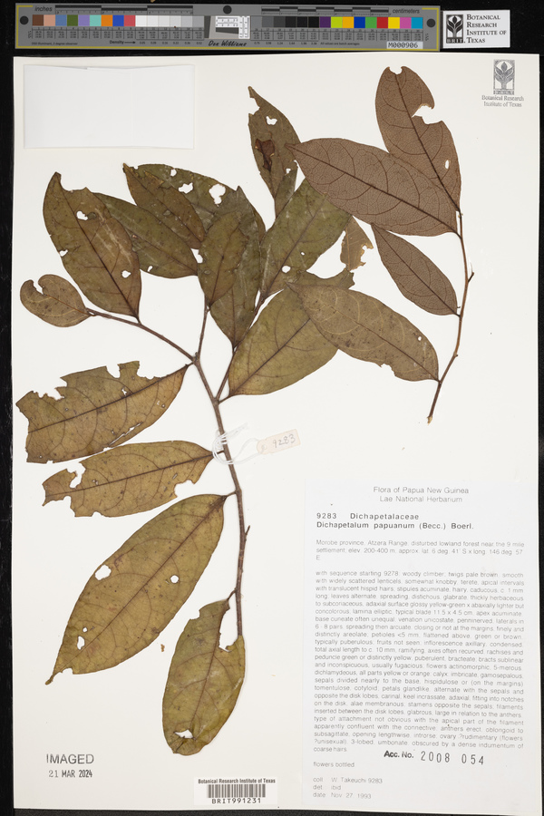 Dichapetalum papuanum image